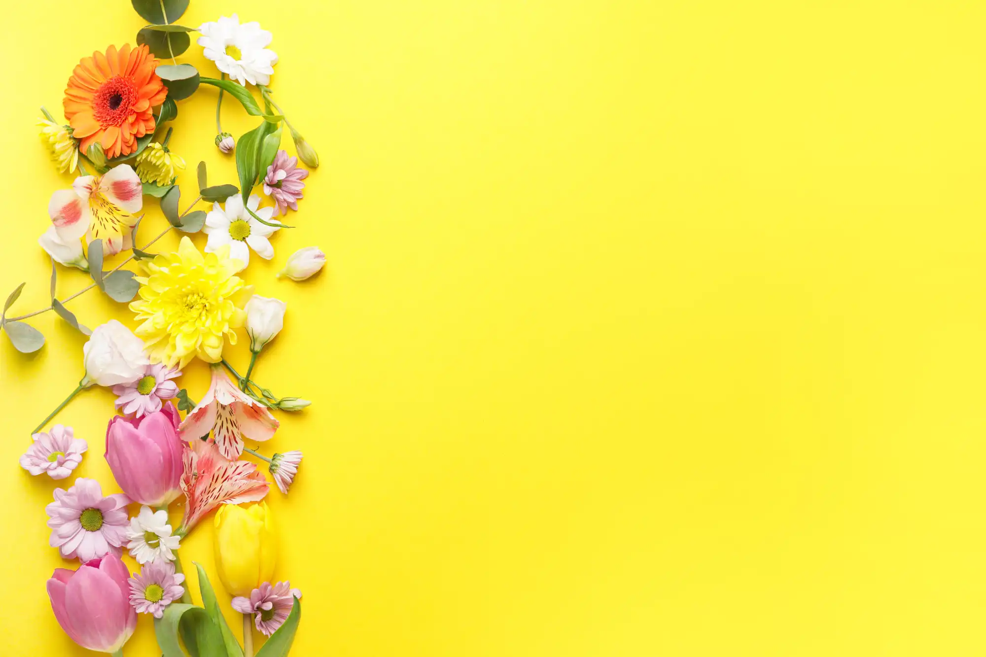 Tulipes, renoncules et autres fleurs de printemps