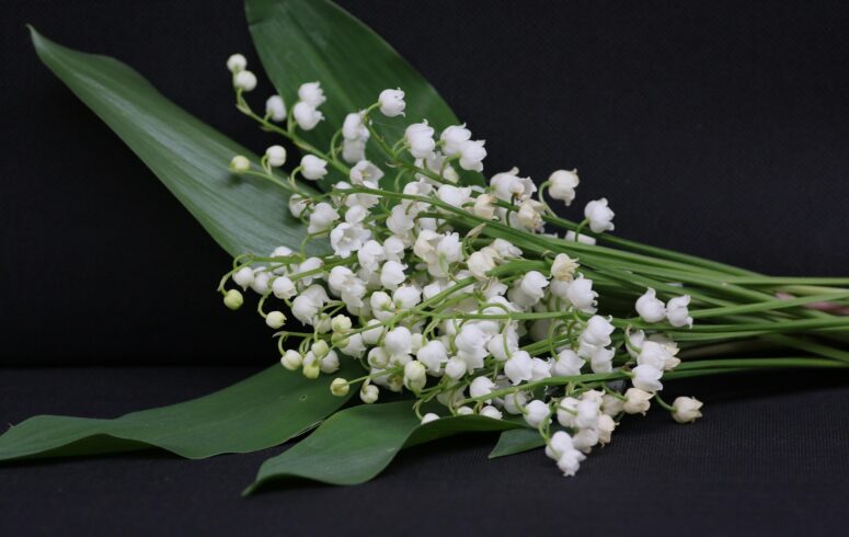Muguet et 1er mai : une tradition fleurie à célébrer avec votre fleuriste Boutique W