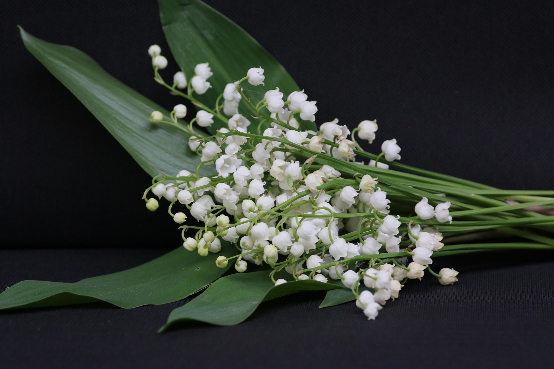 Muguet des bois